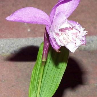 Pleione formosana