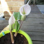 Arisaema candidissimum - Japanse cobralelie