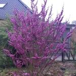 Cercis chinensis 'Avondale' - Chinese judasboom