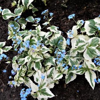 Brunnera macrophylla 'Dawson's White'