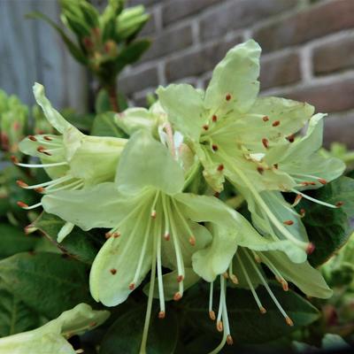 Rododendron - Rhododendron 'Shamrock'