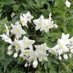 Solanum jasminoides - Klimmende Nachtschade