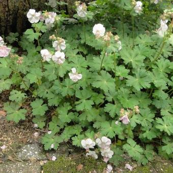 Geranium x cantabrigiense 'St. Ola'