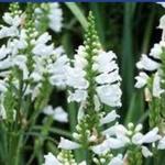 Physostegia virginiana 'Crown of Snow' - Scharnierbloem