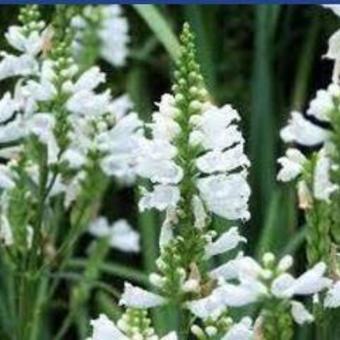 Physostegia virginiana 'Crown of Snow'