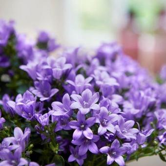 Campanula 'Ambella Blue'