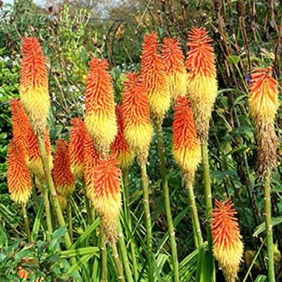 Vuurpijl, fakkellelie - Kniphofia uvaria 'Royal Castle'