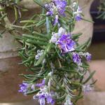 Rosmarinus officinalis (Prostratus Group) 'Rampant Boule' - Rozemarijn