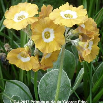 Primula auricula 'George Edge'