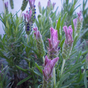 Lavandula stoechas