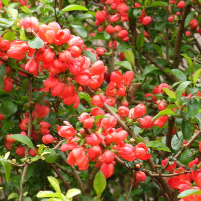 Dwergkwee, Japanse sierkwee - Chaenomeles japonica