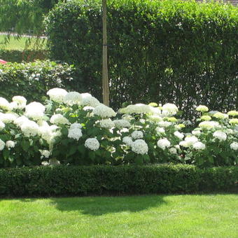 Hydrangea macrophylla