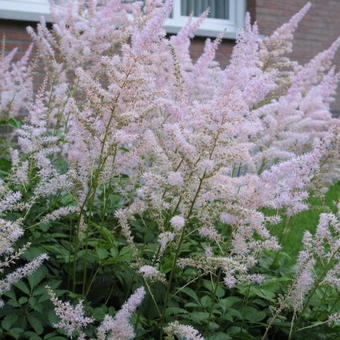 Astilbe x arendsii