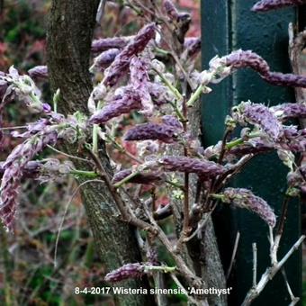 Wisteria sinensis 'Amethyst'