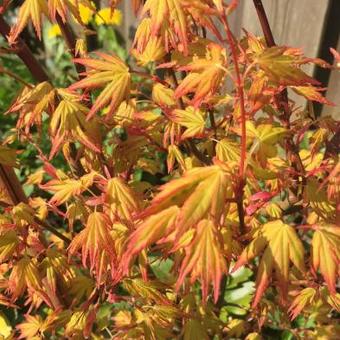 Acer palmatum 'Orange Dream'