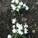 Rhodohypoxis x Rhodoxis 'Aurora' - Sterretjesgras, Roodsterretje