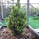 Picea glauca 'Rainbow's End' - Witte spar