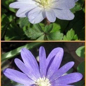 Anemone blanda