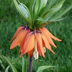 Fritillaria imperialis 'Striped Beauty' - Keizerskroon