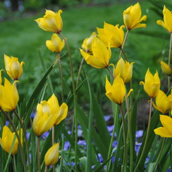 Tulipa sylvestris