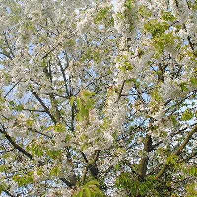 Kerselaar, Kersenboom - Prunus avium 'Burlat'