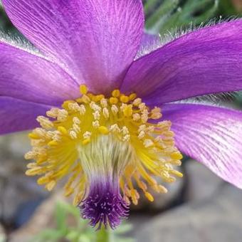 Pulsatilla vulgaris