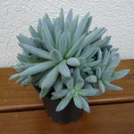 Pachyphytum compactum - Eitjeswasblad