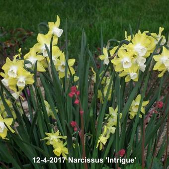 Narcissus 'Intrigue'