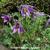 Pulsatilla vulgaris