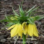 Fritillaria imperialis 'Lutea' - Keizerskroon