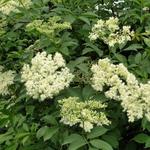 Sambucus nigra - Gewone vlier - Sambucus nigra