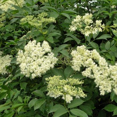 Sambucus nigra - gewone vlier