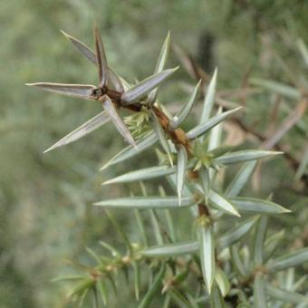 Juniperus communis