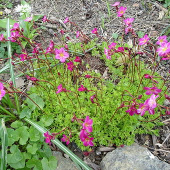 Saxifraga x arendsii 'CARPET Purple'