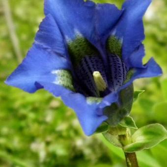 Gentiana acaulis