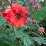 Geum 'Rubin' - Nagelkruid