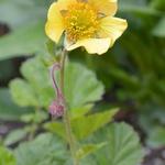 Geum 'Lisanne' - Nagelkruid