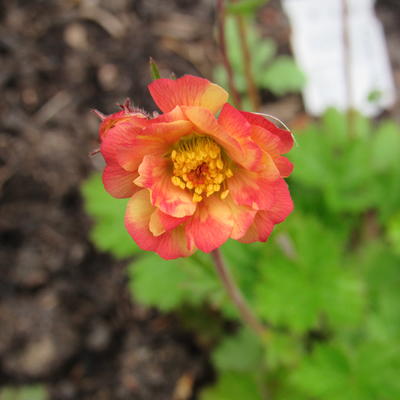 Nagelkruid - Geum 'Mango Lassi'