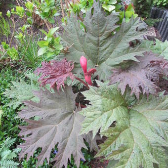 Rheum palmatum var. tanguticum