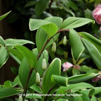 Polygonatum falcatum 'Variegatum'