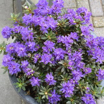 Rhododendron 'Azurika'