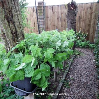 Fragaria vesca