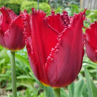 Tulipa