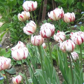 Tulipa