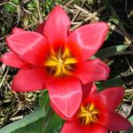 Tulipa greigii 'Toronto'  - Tulp