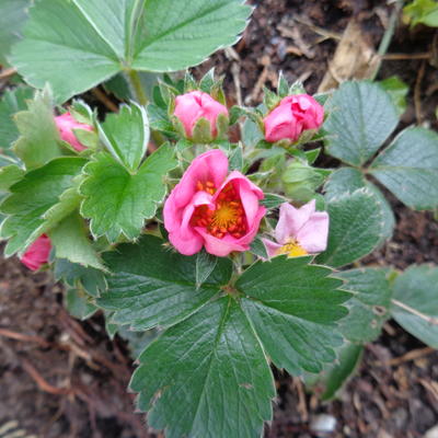 Sieraardbei - Fragaria 'Pink Panda'