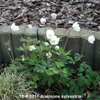 Anemone sylvestris