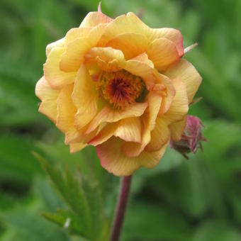 Geum COCKTAIL 'Alabama Slammer'