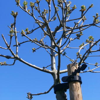 Fraxinus ornus ‘Meczek’