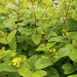 Hypericum x inodorum 'Excellent Flair' - Hertshooi